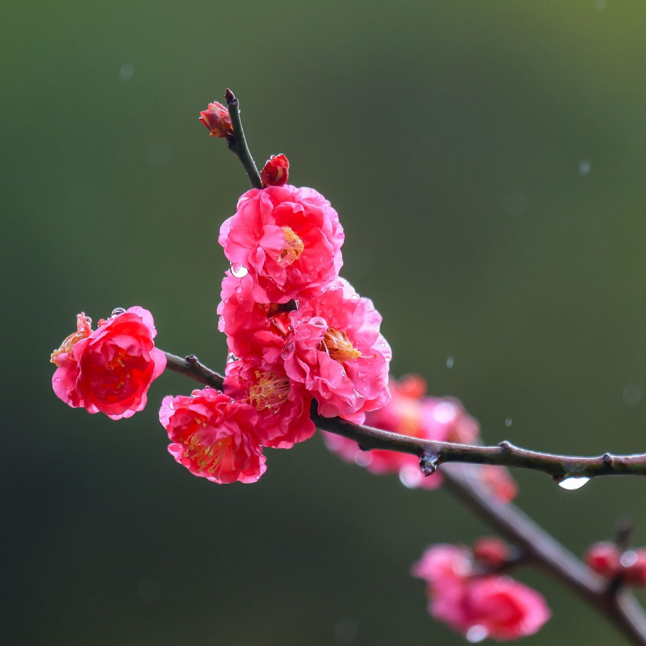 寒梅 – 写真家 遠山典成 Photographer Norimasa Tohyama